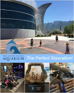 Loveland Living Planet Aquarium! Your Staycation Destination This ... - Living Planet Aquarium Main 240x300